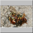 Nomada lathburiana - Wespenbiene 06a 10mm Paarung.jpg